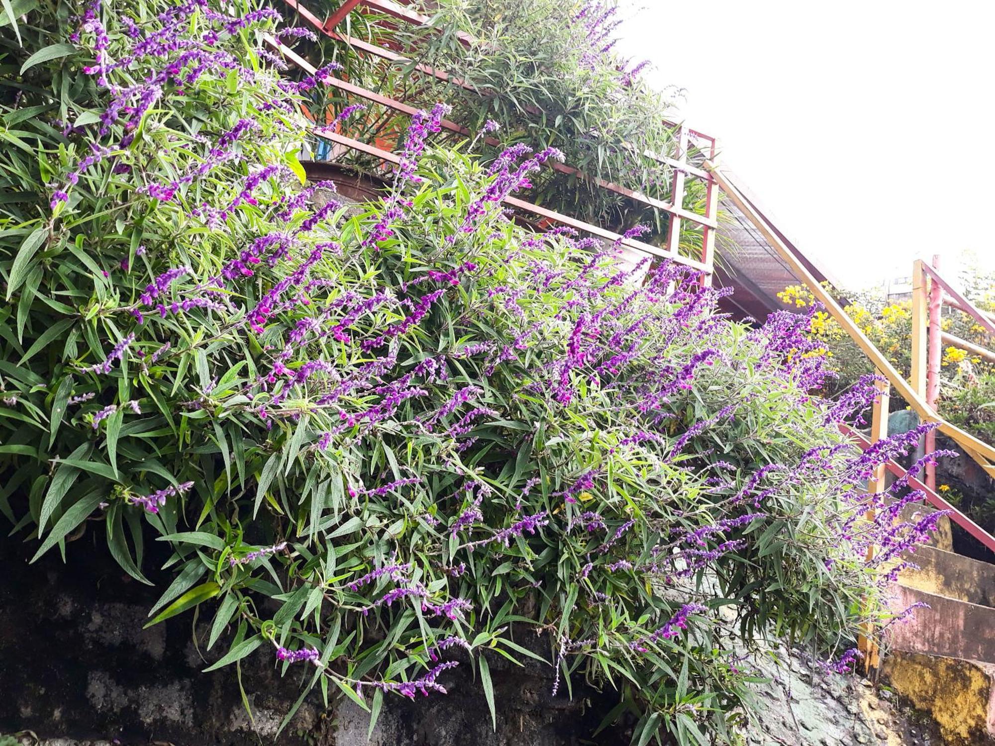 Sapa Tatu Homestay Ngoại thất bức ảnh